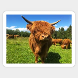 Scottish Highland Cattle Calf 2024 Sticker